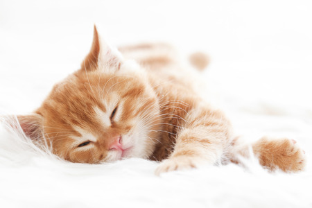 Cute little red kitten sleeps on fur white blanketの写真素材