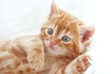 Cute little red kitten lies on fur white blanketの写真素材