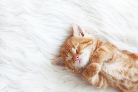 Cute little red kitten sleeps on fur white blanketの写真素材