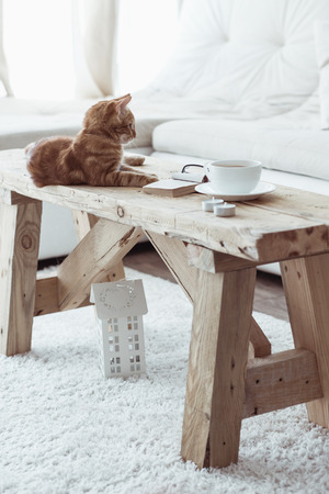 Still life details, cup of coffee on rustic bench and a cat lying down on it in white cottage roomの写真素材