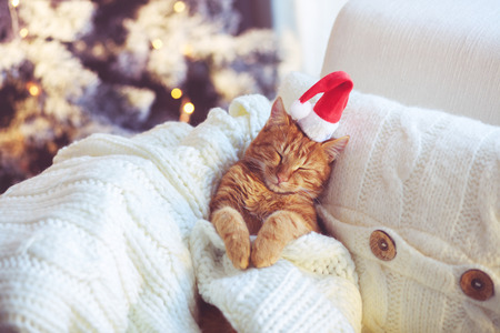 Lovable ginger cat wearing Santa Claus hat sleeping on chair under Christmas tree at homeの写真素材