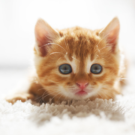 Cute little red kitten lies on fur white blanketの写真素材