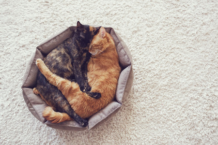 Couple cats sleep and hugging in their soft cozy bed on a floor carpetの写真素材