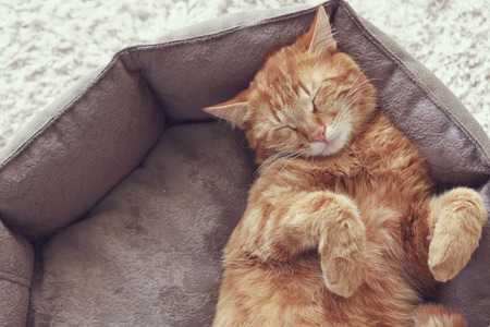 A ginger cat sleeps in his soft cozy bed on a floor carpetの写真素材