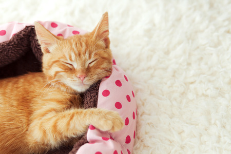 A ginger kitten sleeps in his soft cozy bed on a white carpet, soft focusの写真素材