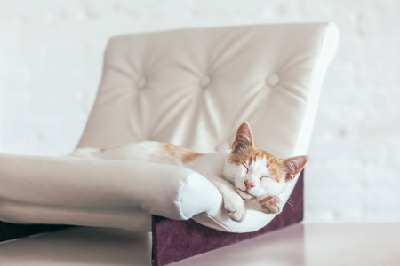 Kitten sleeps on small leather couch in white interior. Cozy furniture for pet. Cat's place organization at home.の写真素材