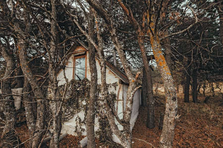 Tiny old hunter's getaway cabin in woodsの写真素材