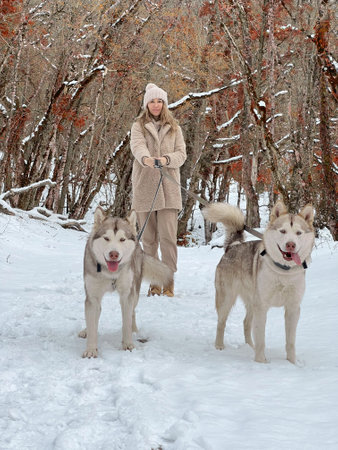 Owner with two malamute dogs walking on the snow in winter forestの写真素材