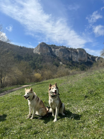 Two young malamute dogs sitting on the grass with a mountains landscape viewの写真素材