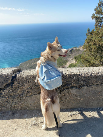 Malamute dog wearing backpack standing on the rock and looking at the landscape from the mountainの写真素材
