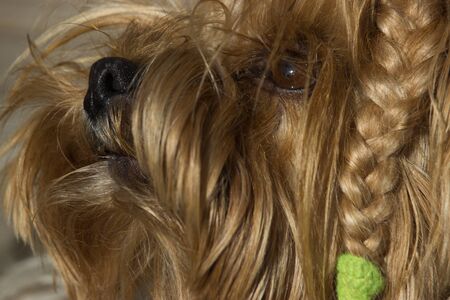The face of the Yorkshire Terrier with a pigtail.の写真素材