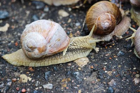 A bunch of huge snails on wet pavement, top view, backgroundの写真素材