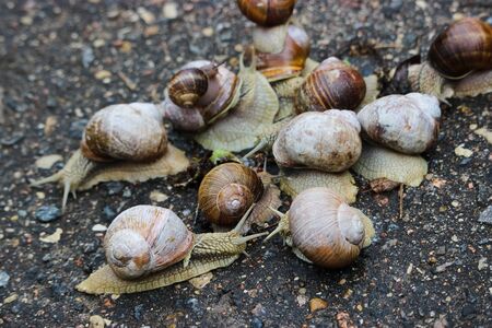A bunch of huge snails on wet pavement, top view, backgroundの写真素材