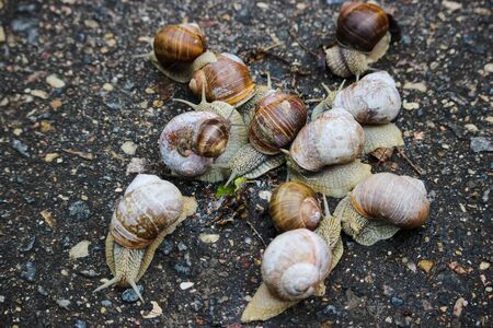 A bunch of huge snails on wet pavement, top view, backgroundの写真素材