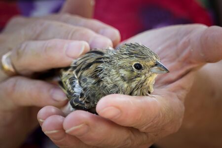 Man's hands are holding not a big sparrow bird. Little yellow bird on a palm.