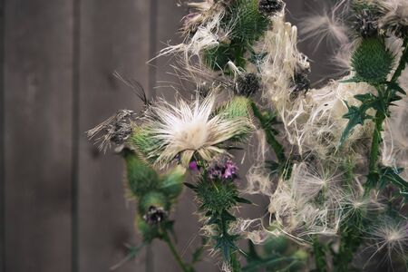 Blossoming green spine on the background of wooden old boardsの写真素材