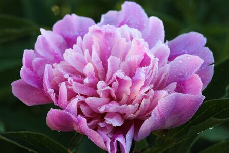 Pink peony in the rays of the morning spring sun. Petals of flowers in shiny dew drops.の写真素材
