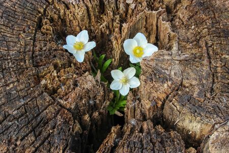 Small white flowers grow on a stump. Flowers on a wooden surface.