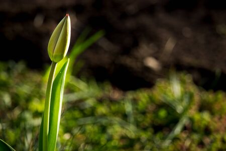 Tulip flower bud lit by the rays of the autumn sun in the early morning in the garden.の写真素材