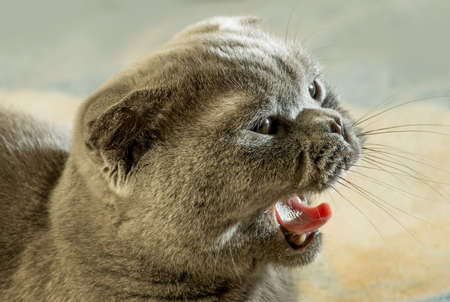 The Scottish Fold is a breed of cat with a natural dominant-gene mutation that makes its ear...