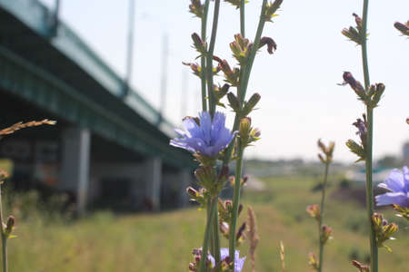 Natureのeditorial素材