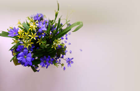 A small neat bouquet of primroses, a top viewの写真素材