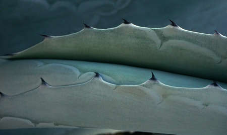 The beautiful blue-green of an agave cactusesの写真素材