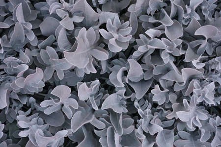 Blue leaf pattern Blue Leaf pattern Texture background of backlight fresh blue Leaf.の写真素材