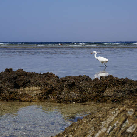 The white heron strolls along the stone plateau of the seaの写真素材
