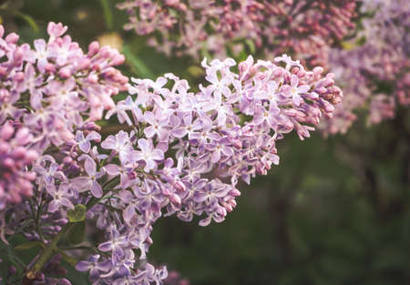 Branch of lilac flowers with the leavesの写真素材