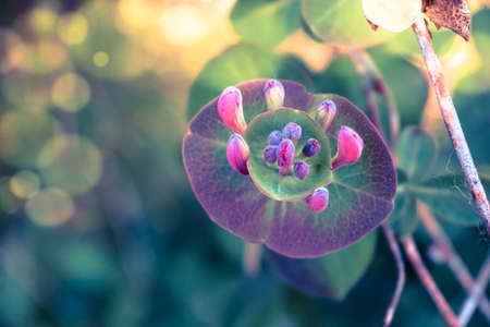 this is a shot of Lonicera flower in my garden, by sunny day, also known as honeysuckle flower.