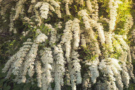 Background of little white flowers blooming bushの写真素材