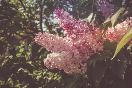 Branch of lilac flowers with the leaves