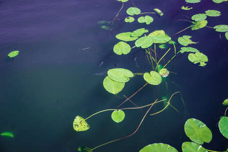 a lot of lily pad leaves in a pond
