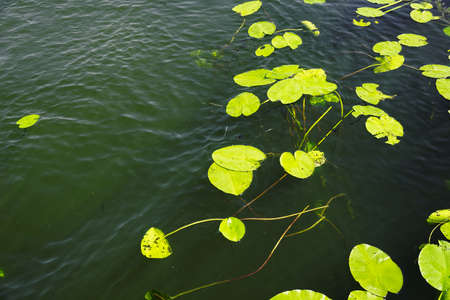 a lot of lily pad leaves in a pond
