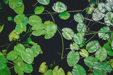 a lot of lily pad leaves in a pond