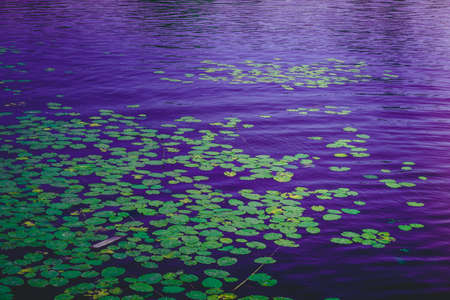 a lot of lily pad leaves in a pond