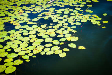 a lot of lily pad leaves in a pond