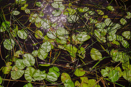 a lot of lily pad leaves in a pond