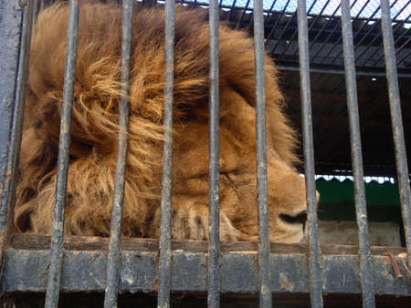 The lion is the king of beasts in captivity in a zoo behind bars. Power and aggression in the cage.の写真素材