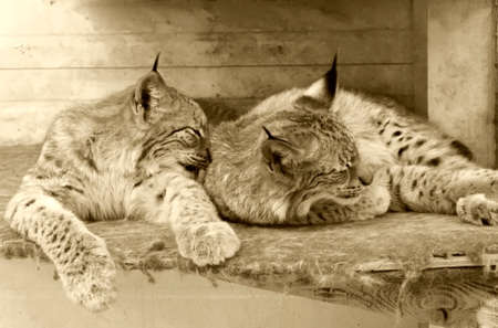 Two lynxes sleep sweetly after hunting. Photo in retro styleの写真素材