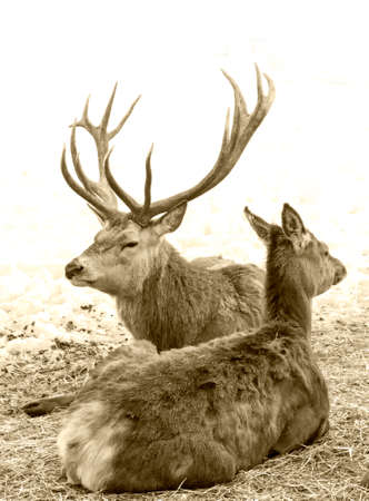 A family of deer lies on the snow. Deer and doe.の写真素材