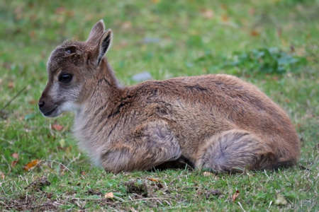 Baby goat. Brown Young Goat lying down on a green lawn.の写真素材