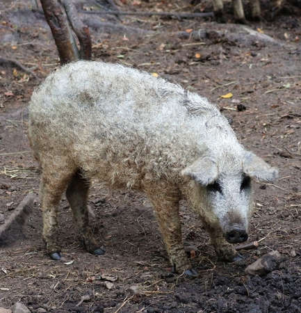 Mangalica a Hungarian breed of domestic pig in piggeryの写真素材