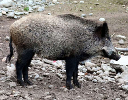 Wild boar in the nature park. The boar stands full-length.の写真素材