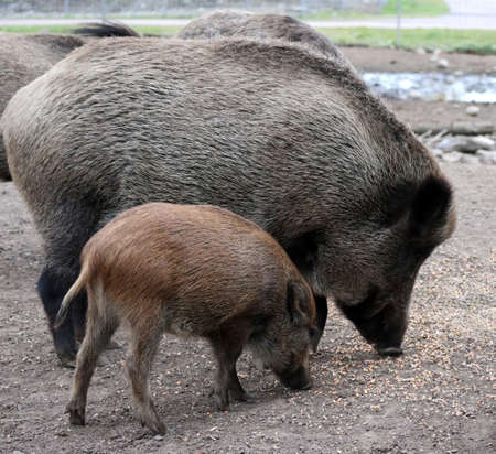 Wild boar with a cub rummage in the ground; looking for food