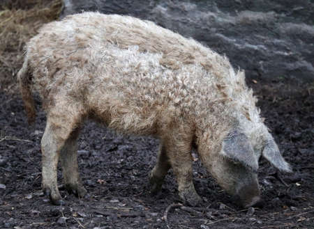Mangalica a Hungarian in nature in the forest digs in the ground looking for foodの写真素材