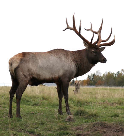 A red deer is standing on the field to its full height.の写真素材