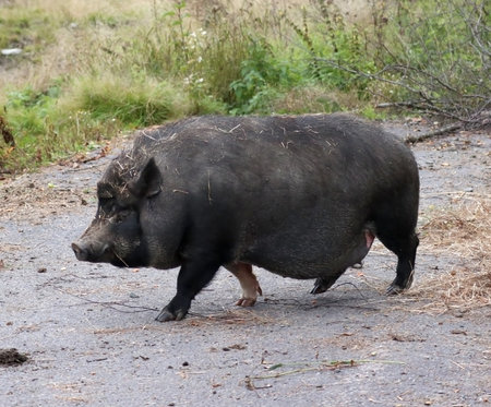 Vietnamese pot-bellied pig in natural conditions in the park runs along the pathの写真素材