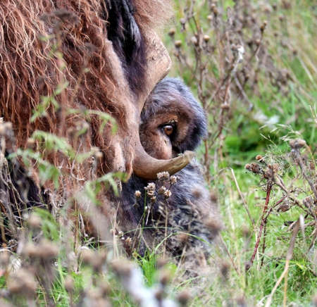Huge musk ox close-up lies in the grass.の写真素材